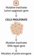 Image result for Cancer Cell Proliferation