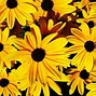 Image result for Free Yellow Flowers Background