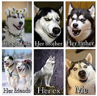 Image result for Winter Is Coming Husky Meme