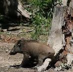Image result for American Wild Boar