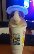 Image result for Cute and Funny Baby Animal Memes