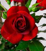 Image result for Rosa Amadeus
