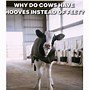 Image result for Cow Hmmm Meme