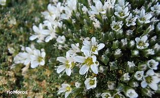 Image result for Arenaria tetraquetra