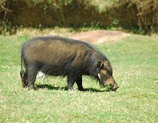 Image result for What Is the Biggest Pig in the World