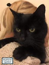 Image result for Cute Black Cat Memes