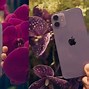 Image result for Purple iPhone Allamodel