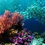 Image result for Underwater Life Wallpaper
