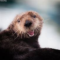 Image result for Happy Otter