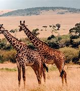 Image result for Safari in Kenya