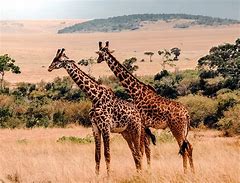 Image result for What Animals Are in Kenya