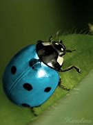 Image result for Biggest British Bug
