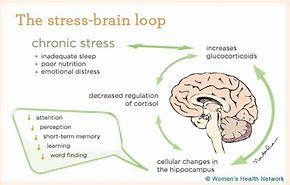 Image result for Stress and Memory