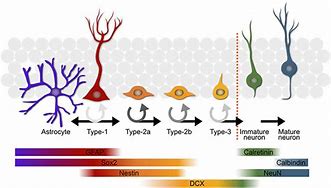 Image result for Neurogenesis Example