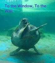 Image result for Awkward Turtle Meme