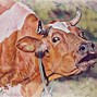 Image result for Crying Cow About to Kill