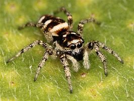 Image result for Biggest Spider On Earth