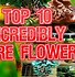 Image result for Unique Colorful Flowers