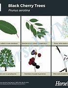 Image result for Black Cherry Tree Leaf Identification