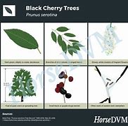 Image result for Black Cherry Tree
