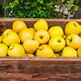 Image result for Wisconsin Sweet Yellow Apple Trees