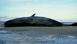 Image result for Beached Whale in Astoria