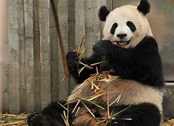 Image result for Giant Panda Appearance