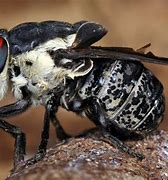 Image result for Most Dangerous Bug in the World