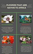 Image result for Flowers Native to Africa