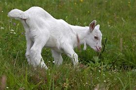 Image result for Cabrito Blanco