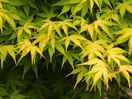 Image result for Acer palmatum Katsura