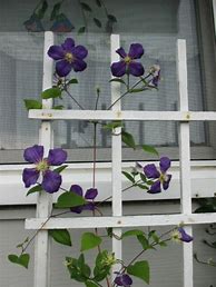 Image result for Clematis Trellis Ideas