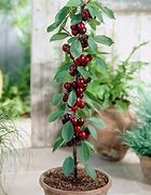 Image result for Dwarf Patio Fruit Trees