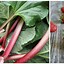 Image result for Strawberry Rhubarb Jam