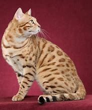 Image result for alacats
