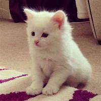 Image result for White Fluffy Cat