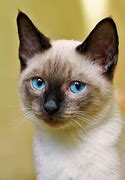 Image result for Siamese Cats