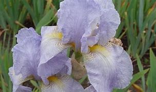 Image result for Iris Galilee (Germanica-Group)