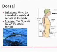 Image result for Horizontal Position in Humans