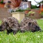 Image result for Hedgehog Babies