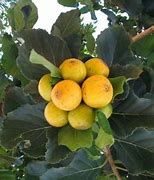 Image result for Geiger Tree Fruit