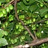 Image result for Hardy Kiwi Plants