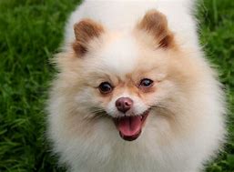 Image result for Party Pomeranian