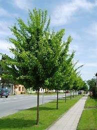 Image result for Acer campestre Elsrijk