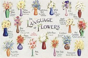 Image result for Lirix to Flowers