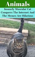 Image result for Karate Cat Meme