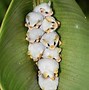 Image result for Yellow Bats Cute