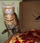 Image result for Cat in Swimsuit Eating Pizza