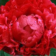 Image result for Paeonia lactiflora Heny Bockstoce