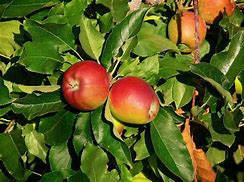Image result for Semi-Dwarf Apple Tree